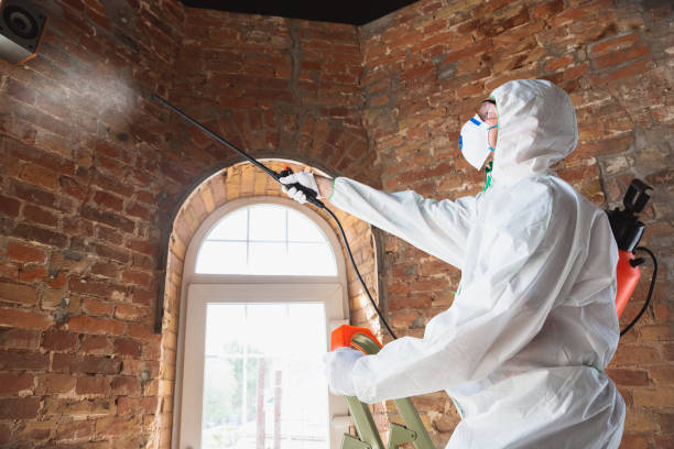 Mold Odor Removal Services in West Haven, UT